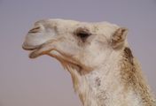 Wüstenschiffe: Von Kamelen und Menschen