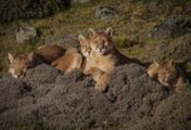 Pumas - In der Wildnis Patagoniens