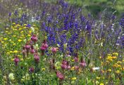 Vom Acker zur Artenvielfalt - Gabys Blumenwiese