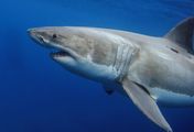 Shark Women - Das Rätsel der verschwundenen Haie