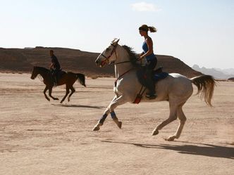Jordanien, Dynastie der Pferde - Jordanien / Dynastie der Pferde
