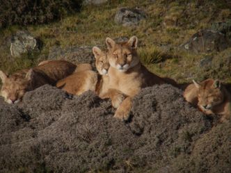 Pumas in der Wildnis Patagoniens