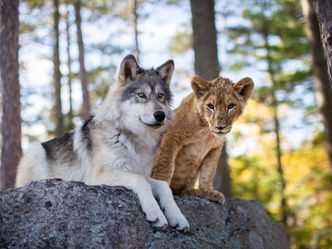 Der Wolf und der Löwe