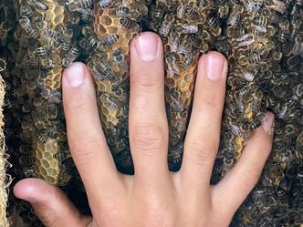 Beekeeping - The Next Generation