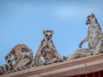Madagaskar - Bandenkrieg der Lemuren