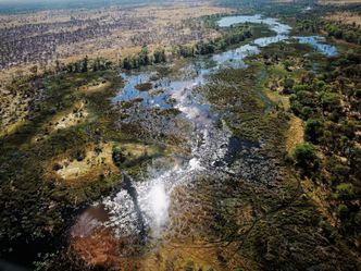 Die Flut - Okavango unter Wasser - Neues Leben